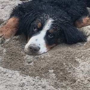 Meet your Posher, Yvonne